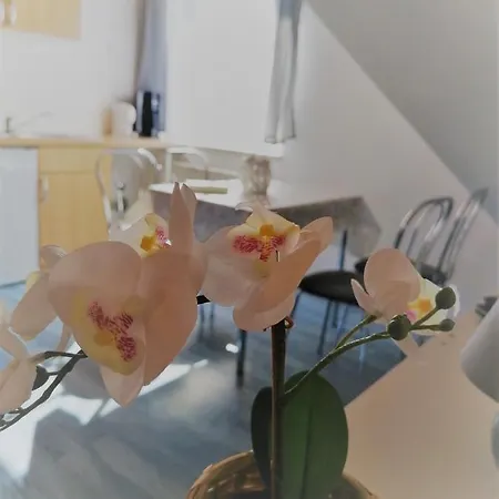 Urlaub Beim Schmied *