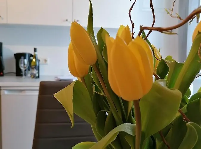 Urlaub Beim Schmied * Ostseebad Kühlungsborn