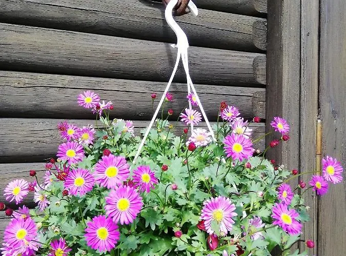 Urlaub Beim Schmied *